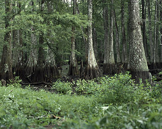 Bayou Cocodrie National Wildlife Refuge