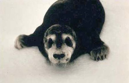 Bearded seal pup