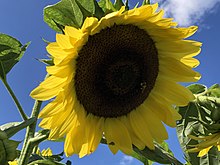 Photograph of a small bee on a large sunflower against a blue sky