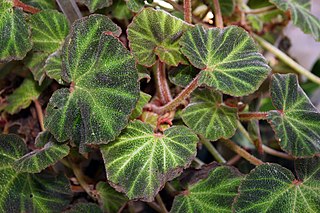 <i>Begonia solimutata</i> Species of plant in the genus Begonia