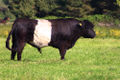 Belted galloway, bull