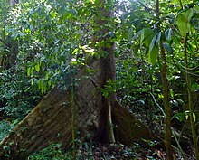 Benuang (Octomeles sumatrana) big buttress (15660479965).jpg