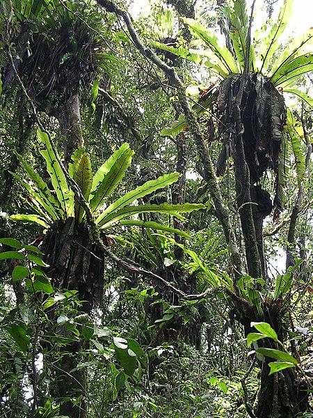 File:Birds nest ferns in tropical montane forest on Mt Manucoco, Atauro, 30 Dec 2003.jpg