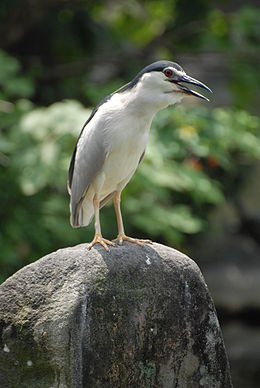 Bakcsó (Nycticorax nycticorax)