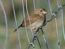 An adult female Black-faced Grassquit female RWD.jpg