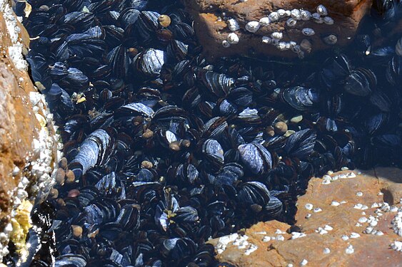 Mussels (Mytilida)