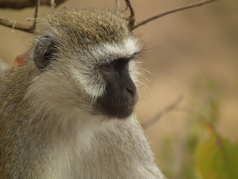 File:Black faced vervet monkey Chlorocebus pygerythrus in Tanzania 0737 Nevit.jpg