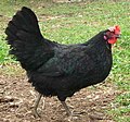 Кокошка за яйца – Черна шуменска.