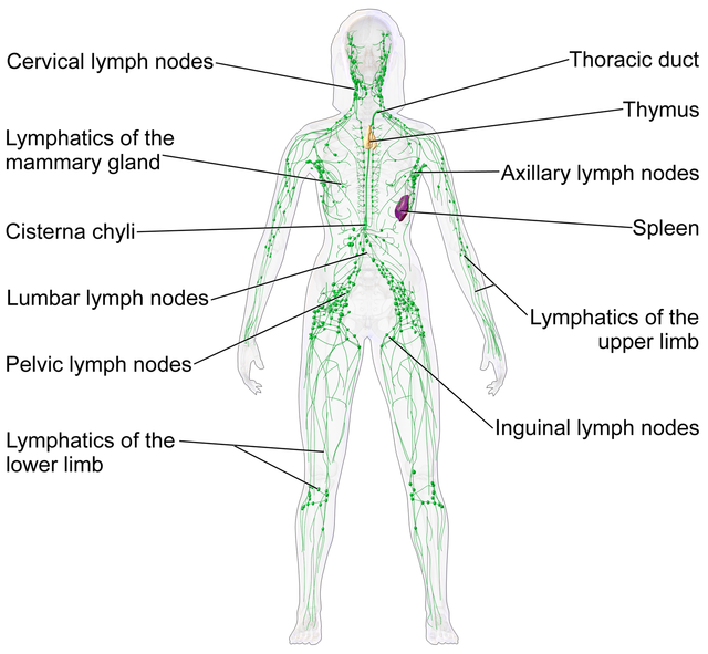 overview of the body's Lymphatic system