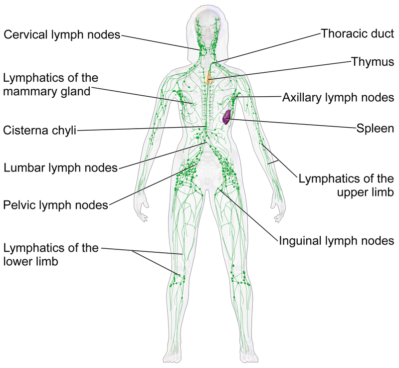 Reduced lymphatic muscle cell coverage in mature lymphatic vessels