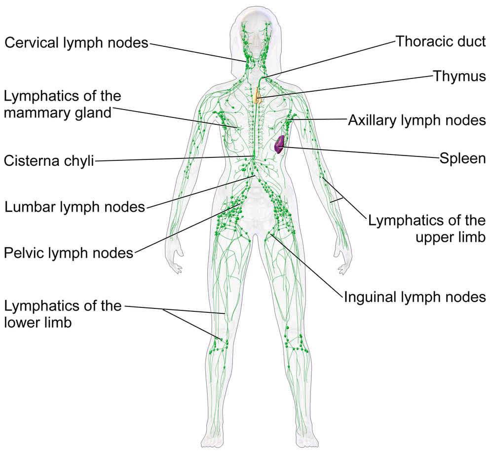 Lymphatic System-avatar