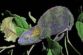 Blue-legged chameleon (Calumma crypticum) female 2 Ranomafana.jpg