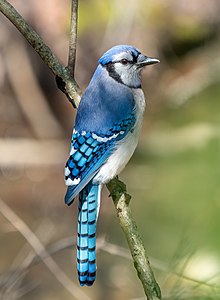 Blue jay in PP (30960)