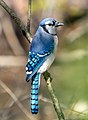 Image 35Blue jay in Prospect Park