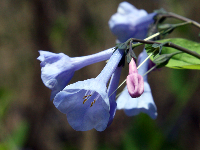 File:Bluebell closeup.png