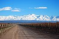 Bodega chakana nieve y camino.jpg