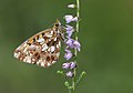 * Nomination Violet fritillary (Boloria dia).. Giresun, Turkey. --Zcebeci 09:46, 25 July 2017 (UTC) * Promotion Good quality. --Berthold Werner 11:37, 25 July 2017 (UTC)