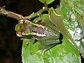 Boophis lilianae in Amplexus, 2. bekannter Fund