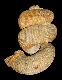 Fossil of the Late Cretaceous ammonoid Bostrychoceras polyplocum