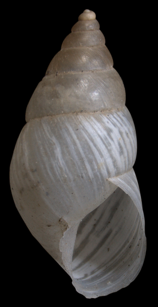 <i>Bostryx fragilis</i> Species of gastropod