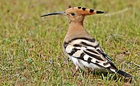 Lista Das Aves De Galicia