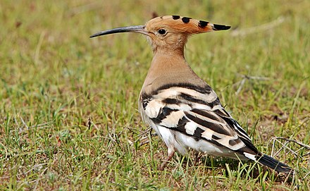 Птица 4 буквы. Удод (Hoopoe). Удод (Upupa Epops). Удод Степной. Удод в России.