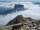 Chamois au Grand Veymont