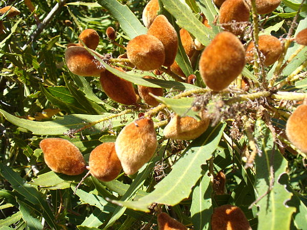 Fruit of Brabejum stellatifolium