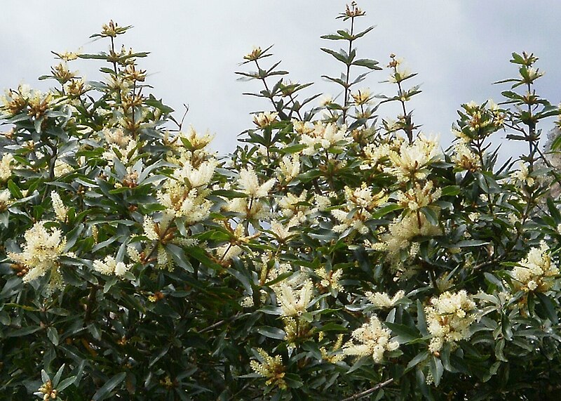 File:Brabejum stellatifolium tree CapeWildAlmond 3.JPG