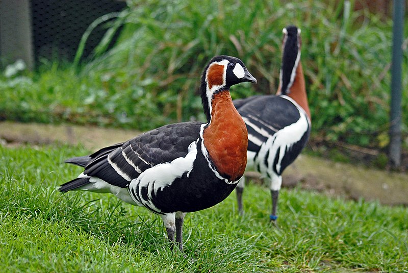 File:Branta ruficollis 001.jpg