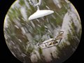 Thumbnail for File:Brown Headed Nuthatch in snowfall.jpg