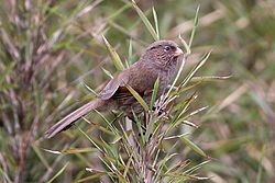 Brown Parrotbill (Cholornis unicolor).jpg