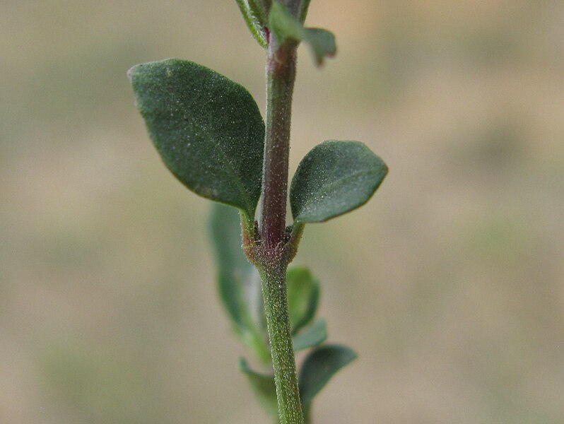 File:Brunoniella australis leaf1 Denman - Flickr - Macleay Grass Man.jpg