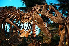 "Bucky," a juvenile Tyrannosaurus specimen at The Children's Museum of Indianapolis Bucky the T. Rex 1.jpg