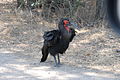 Kruger National Park