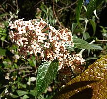 Buddleja auriculata, e, Jan Celliers Park.jpg