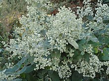 Buddleja dysophylla, bloeipluime, Louwsburg.jpg