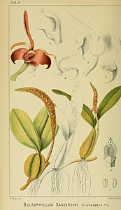 Bulbophyllum sandersonii - Harry Bolus - Orchidées d'Afrique du Sud - onglet volume I. 3 (1896) .jpg