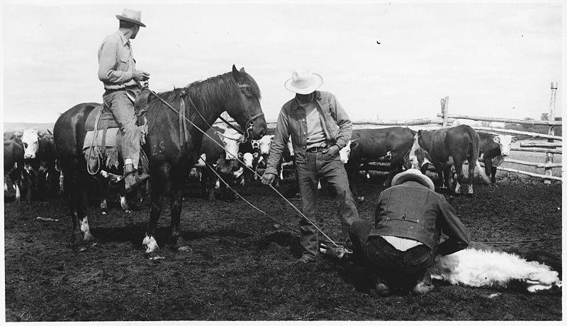 File:Bull calf castration demonstration - NARA - 285317.jpg