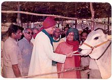 Ongole Bull reared by Sri D. T. Moses at Pernamitta after winning the Andhra Pradesh State Award in 1988 with Sri N.T. Rama Rao (green turban) then Chief Minister of Andhra Pradesh and Sri Balaram Jhakar (red turban) then Agricultural Minister, Government of India. Bull of Moses with Balram Jhakad and NT Rama Rao.jpg