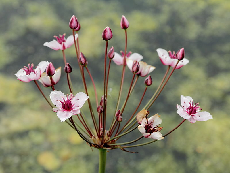 File:Butomus umbellatus-IMG 4693.jpg