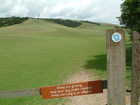 Butser Hill