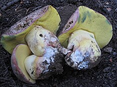 Butyriboletus abieticola 243555.jpg