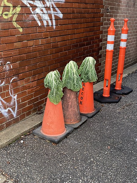 Evidence of whimsically eccentric behavior: large cabbage leaves purposefully and humorously placed on a neat row of traffic cones in the Dovercourt n
