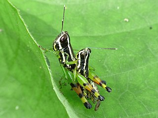 <i>Traulia</i> Genus of grasshoppers