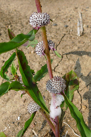 <i>Caesulia</i> Genus of flowering plants