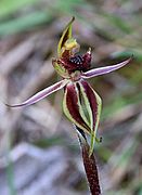 Caladenia actensis