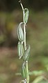 Calanthe discolor