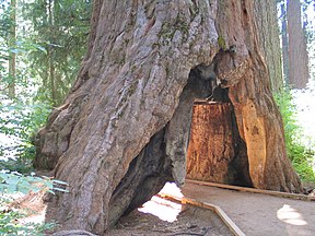 Фотография дерева от 2006 года. В центре ствола дерева есть туннель. Есть обозначенная тропа, по которой люди могут пройти по ней.