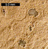 Calcit-Kügelchen („sphärische Lapilli“) aus den Alamo-Einschlag-Lagerstätten nahe Irish Range, Nevada. Maßstabsbalken ist 5,0 mm.
